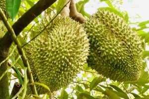 Thí điểm truy xuất nguồn gốc sầu riêng bằng tem do Bộ Công an phát hành