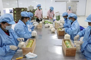Doanh nghiệp Việt cần chủ động thích ứng chuẩn mới của EU để giữ vững thị trường xuất khẩu