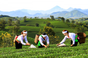 Phú Thọ: OCOP - động lực tạo sinh kế bền vững cho nông thôn