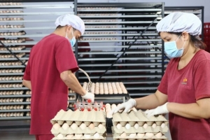 Ngọc Mừng - Điểm sáng sản xuất gà giống công nghệ cao