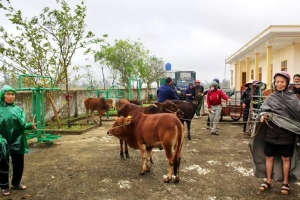 Hà Tĩnh: Trao 36 con bò giống cho các gia đình khó khăn