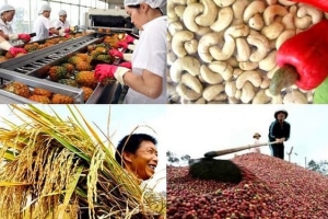 Xuất khẩu nông sản sang EU: Bước chuyển mình từ lượng sang chất và khẳng định vị thế thương hiệu