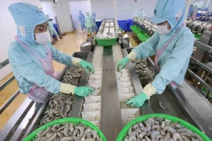 Tôm góp phần đưa xuất khẩu thuỷ sản dự kiến đạt mốc 11 tỷ USD
