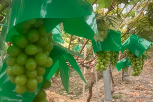 Hợp tác xã Huyền Trang - Hạt nhân sản xuất hàng hóa nông thôn
