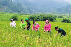 Lào Cai: Đến năm 2035, lĩnh vực trồng trọt góp phần giảm ít nhất 15% tổng lượng phát thải khí nhà kính