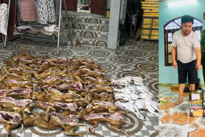 Đà Nẵng: Kiểm tra lò mổ tàng trữ thịt chó không rõ nguồn gốc, phát hiện hơn 10kg pháo nổ lậu