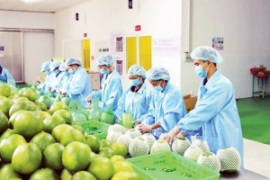 Ngành nông nghiệp và môi trường: Điểm sáng nổi bật trong một năm nhiều thử thách