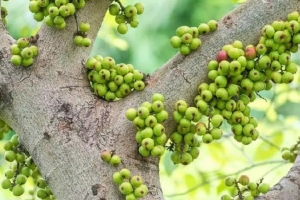 Quả sung và những công dụng bất ngờ cho sức khỏe