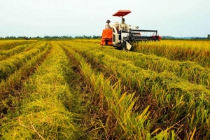Đồng Tháp: Quy định giá lúa thu thuế sử dụng đất nông nghiệp năm 2026