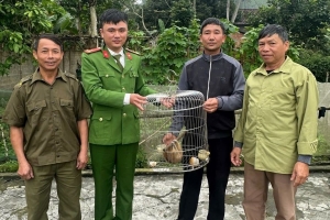 Hà Tĩnh: Vườn Quốc gia Vũ Quang tiếp nhận thêm 1 cá thể cu li nhỏ quý hiếm