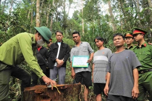 Lâm Đồng công bố đường dây nóng bảo vệ rừng, sẵn sàng “phản ứng nhanh” trước vi phạm và cháy rừng