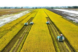 Nhãn hiệu Gạo Việt xanh phát thải thấp - tấm hộ chiếu nâng tầm vị thế trên thị trường quốc tế
