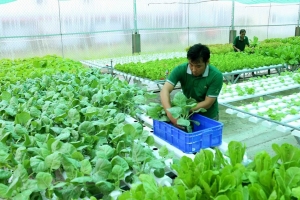 Cần Thơ đổi mới cơ cấu nông nghiệp, hướng tới giá trị cao và phát triển bền vững