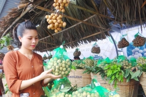 Tri thức trồng và chế biến nhãn lồng Hưng Yên được ghi danh Di sản văn hóa phi vật thể quốc gia