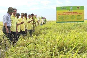 Vùng nguyên liệu - trụ cột cho nông nghiệp hiện đại và bền vững