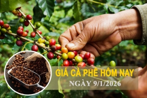 Giá cà phê hôm nay 9/1: Cà phê nội địa giảm 1.000 đồng/kg, Robusta thế giới lao dốc