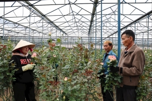 Lâm Đồng: Chủ động nguồn rau, hoa phục vụ Tết Nguyên đán Bính Ngọ năm 2026