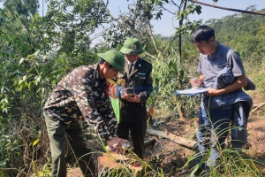 Quảng Ninh kiểm tra hiện trường một số khu vực rừng thông từng có hoạt động khai thác