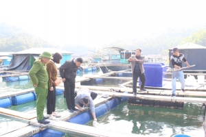 Quảng Ninh sớm tìm nguyên nhân hiện tượng thủy sản biển tự nhiên chết bất thường tại xã Đầm Hà