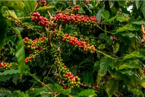 Lâm Đồng: Nông dân tiết lộ bí quyết để cà phê ra hoa, đậu trái nhiều