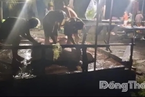 Đồng Tháp: Kiểm tra, xử lý 2 cơ sở giết mổ động vật không giấy phép