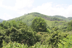 Bắc Ninh ban hành định khung giá rừng mới