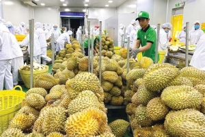 Xuất khẩu rau quả sang Trung Quốc năm 2025 lập kỷ lục, áp lực giữ thị phần gia tăng