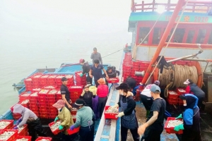 Ngư dân Nghệ An từng bước số hóa hoạt động khai thác thủy sản
