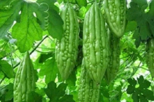 Những món ăn vị đắng quen thuộc giúp hỗ trợ thận