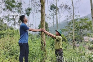 Phú Thọ có hơn 60 nghìn ha rừng đạt chứng chỉ quản lý rừng bền vững