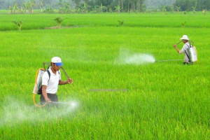 Quy định mới về điều kiện sản xuất, buôn bán thuốc bảo vệ thực vật