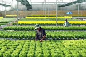 Nông dân Tây Nguyên đổi đời nhờ công nghệ và chuyển đổi số