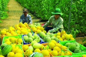 Chất lượng trở thành “lá chắn” giữ thị phần nông sản Việt tại Mỹ