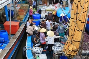 Thanh Hóa quản lý chặt chẽ hoạt động thu mua thủy sản khai thác