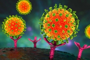 Vì sao đến nay virus Nipah vẫn chưa có vaccine?