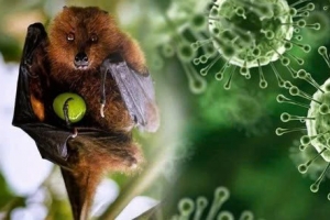 Virus Nipah tái xuất tại Ấn Độ: Chuyên gia khẳng định nguy cơ với Việt Nam hiện ở mức thấp