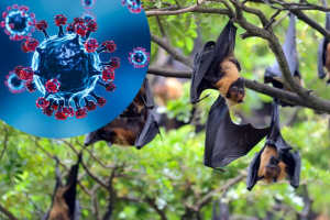 Bộ Y tế chỉ đạo tăng cường giám sát phòng, chống dịch bệnh do vi rút Nipah