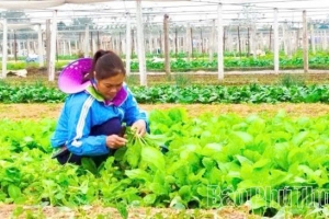Phú Thọ: Từng bước xây dựng giá trị bền vững cho kinh tế tập thể trong nông nghiệp