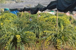 Địa lan Trần Mộng Xuân – tinh hoa của núi rừng, mở hướng làm giàu bền vững ở Lào Cai