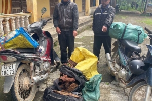 Quảng Trị: Bắt giữ vụ vận chuyển trái phép 35kg gỗ Mán Đỉa