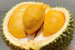 Giá sầu riêng hôm nay 5/2: Sầu riêng Thái duy trì mức cao 150.000 đồng/kg