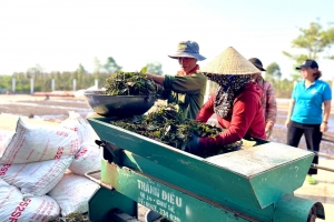 Việt Nam xuất khẩu 21.743 tấn hồ tiêu trong tháng 1/2026