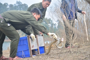 Hà Tĩnh: Tái thả 32 cá thể động vật hoang dã về môi trường tự nhiên