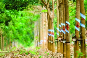 Giá cao su hôm nay 9/2: Phiên giao dịch đầu tuần bật tăng