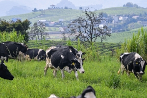 Mộc Châu Milk chốt ngày họp ĐHĐCĐ 2026, lãi giảm, tài sản dở dang tăng mạnh