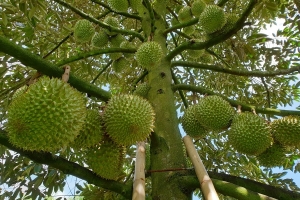 Giá sầu riêng hôm nay 12/2: Thị trường biến động