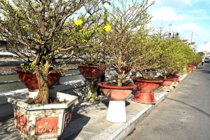 Mai vàng - sứ giả mùa xuân phương Nam