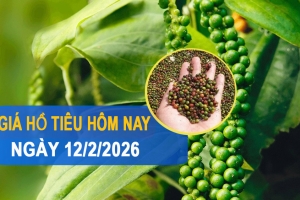 Giá tiêu hôm nay 12/2: Tăng nhẹ, Đắk Lắk và Đắk Nông trở lại mốc 151.000 đồng/kg