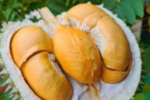 Giá sầu riêng hôm nay 13/2: Thị trường chững lại, nhiều kho nghỉ Tết