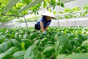 Nông nghiệp Hà Nội chuyển hướng xanh: An toàn thực phẩm làm nền tảng phát triển bền vững